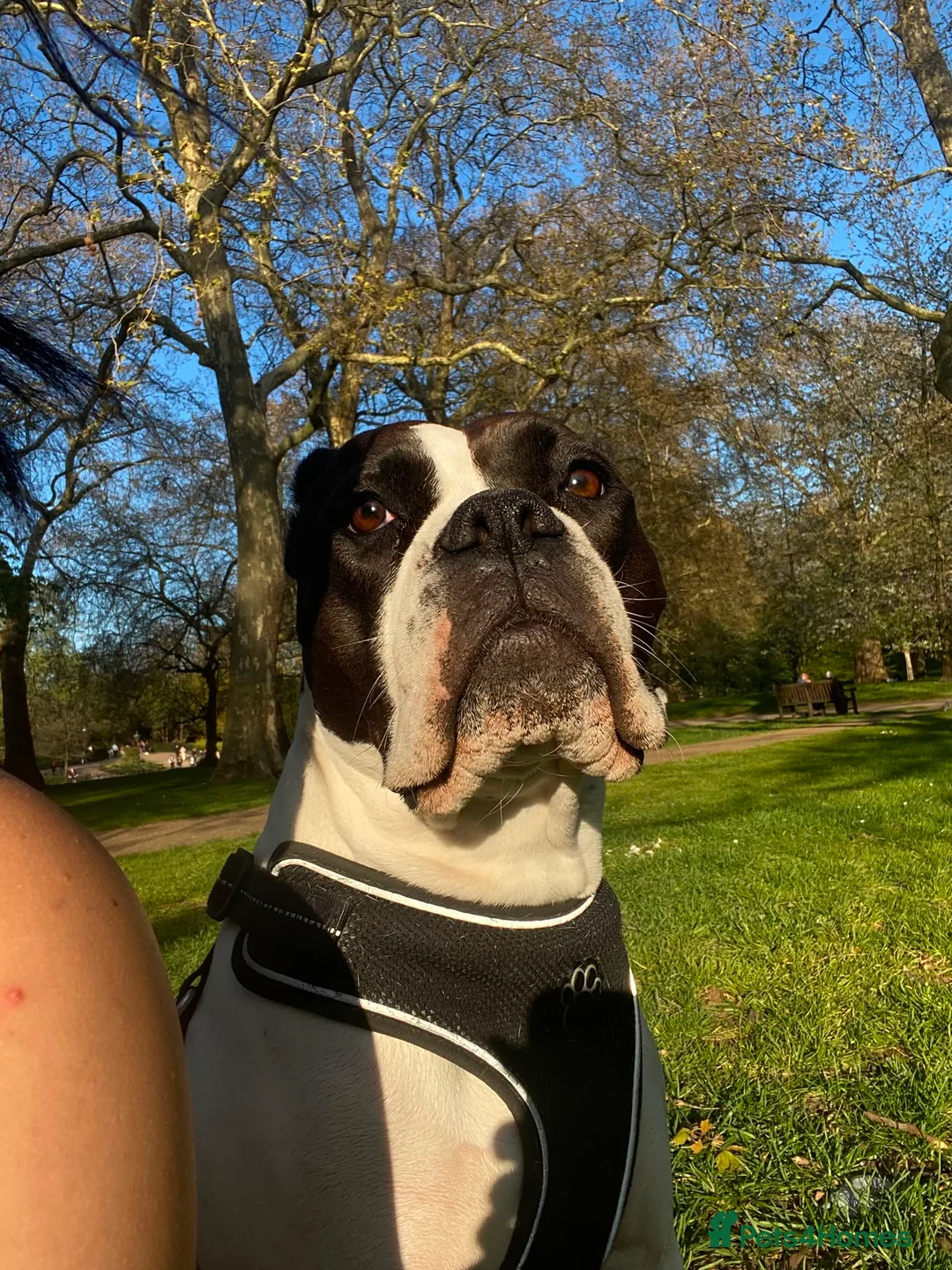 Boxer dogs for sale: I’m Amora in London - Advert 1