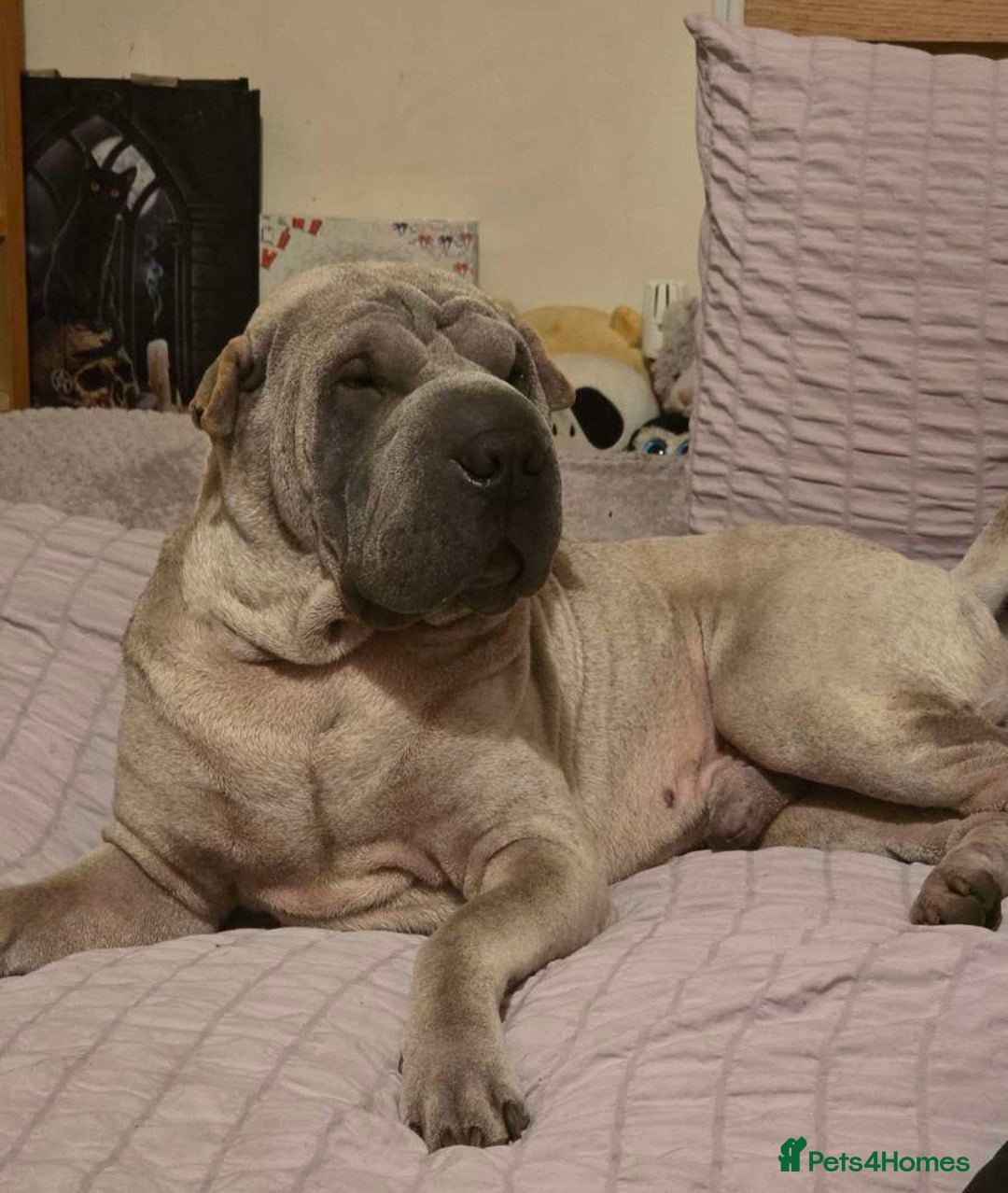 Shar Pei dogs for sale: Shar Pei Blue Male  - Advert 2