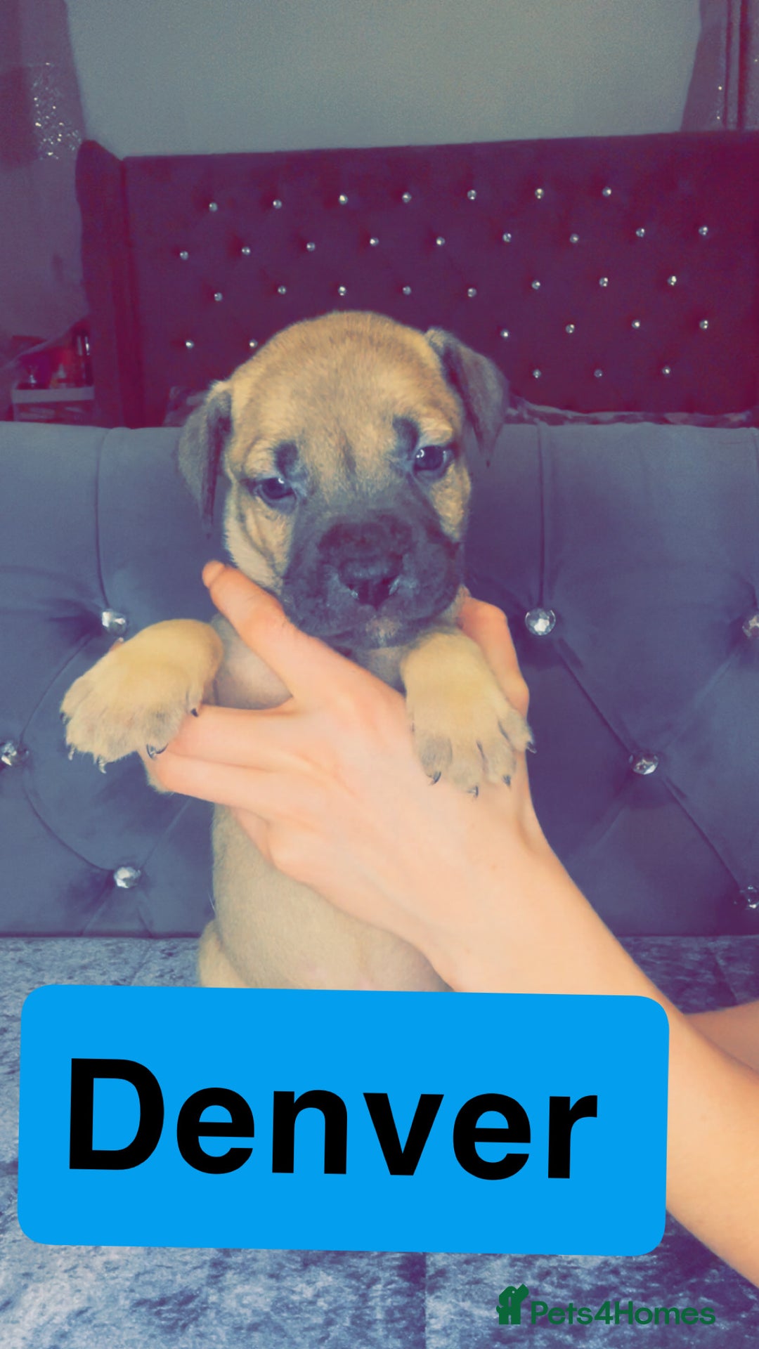 Mixed Breed dogs for sale: Mastiff puppies - Advert 30