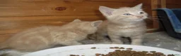 Mixed Breed cats for sale: 4 Ginger male kittens for sale to loving homes - Advert 7