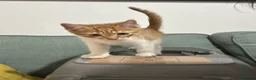 Mixed Breed cats for sale: Beautiful Ginger & Tortoiseshell Kittens in Faringdon - Advert 20