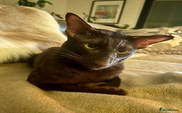 Oriental cats for sale: Outstanding Pedigree Oriental GCCF reg kittens - Image 23