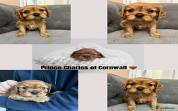 Cavalier King Charles Spaniel dogs for sale: Stunning Cavalier King Charles Spaniels - Image 4