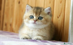 British Shorthair cats for sale: 🔥Champion Line Golden British Shorthair Kittens🔥 - Image 13