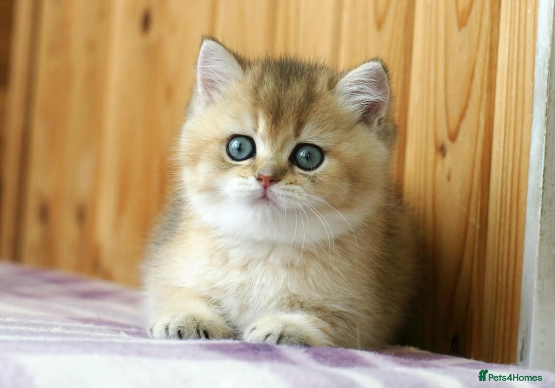 British Shorthair cats for sale: 🔥Champion Line Golden British Shorthair Kittens🔥 - Image 13