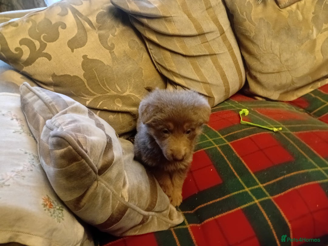 German Shepherd dogs for sale: Rare colours straight backed german shepherds - Advert 3