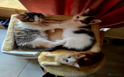 Mixed Breed cats for sale: 6 kittens  - Image 12