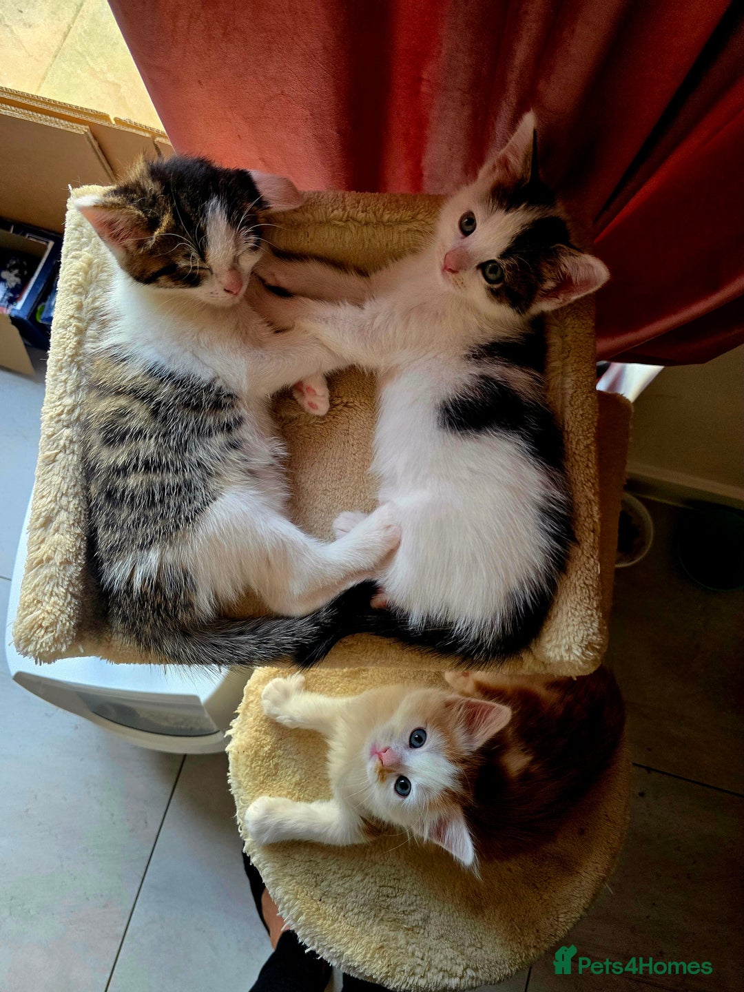 Mixed Breed cats for sale: 6 kittens  - Image 12