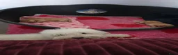 Toy Poodle dogs for sale: 🐾 TOY POODLE PUPPIES🐾 - Advert 3