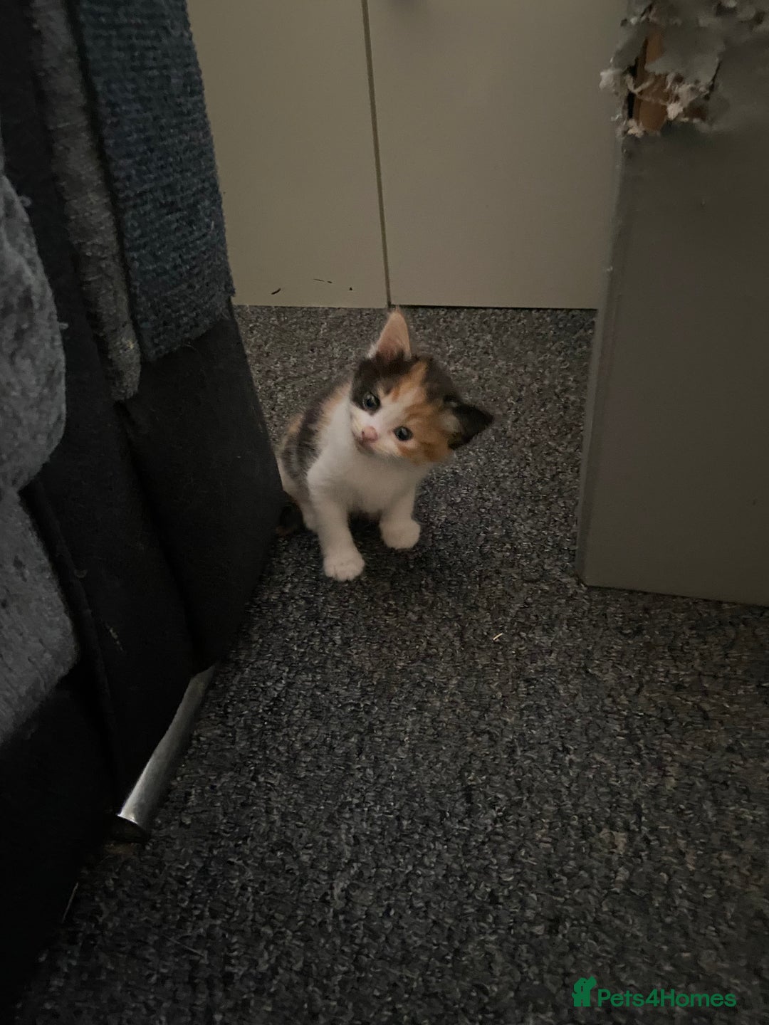 British Shorthair cats for sale: 5 Beautiful Kittens - Image 3
