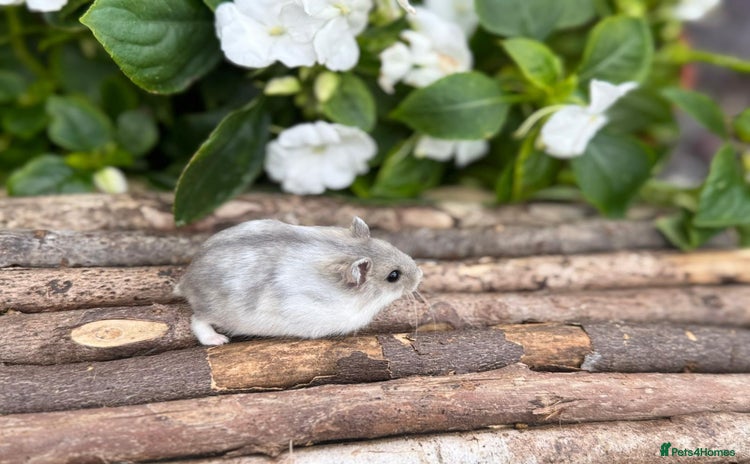 Hamster rodents - Advert 7
