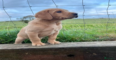 Labrador Retriever dogs - Advert 5