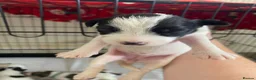 Jack Russell dogs for sale: Jack Russel terrier mix puppies  - Advert 5