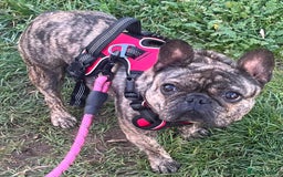 French Bulldog dogs for sale: Beautiful female Frenchie  - Image 1