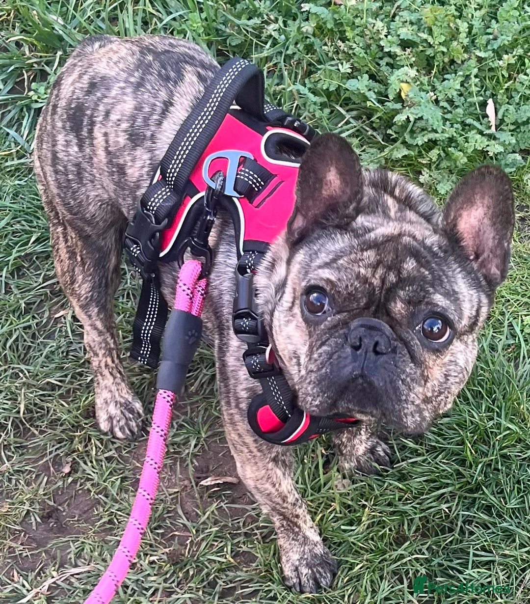 French Bulldog dogs for sale: Beautiful female Frenchie  - Image 1