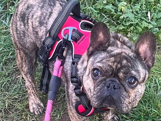 French Bulldog dogs - Advert 1