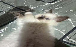 Ragdoll cats for sale: 1 beautiful blue eyed fluffy ragdoll left  - Image 11