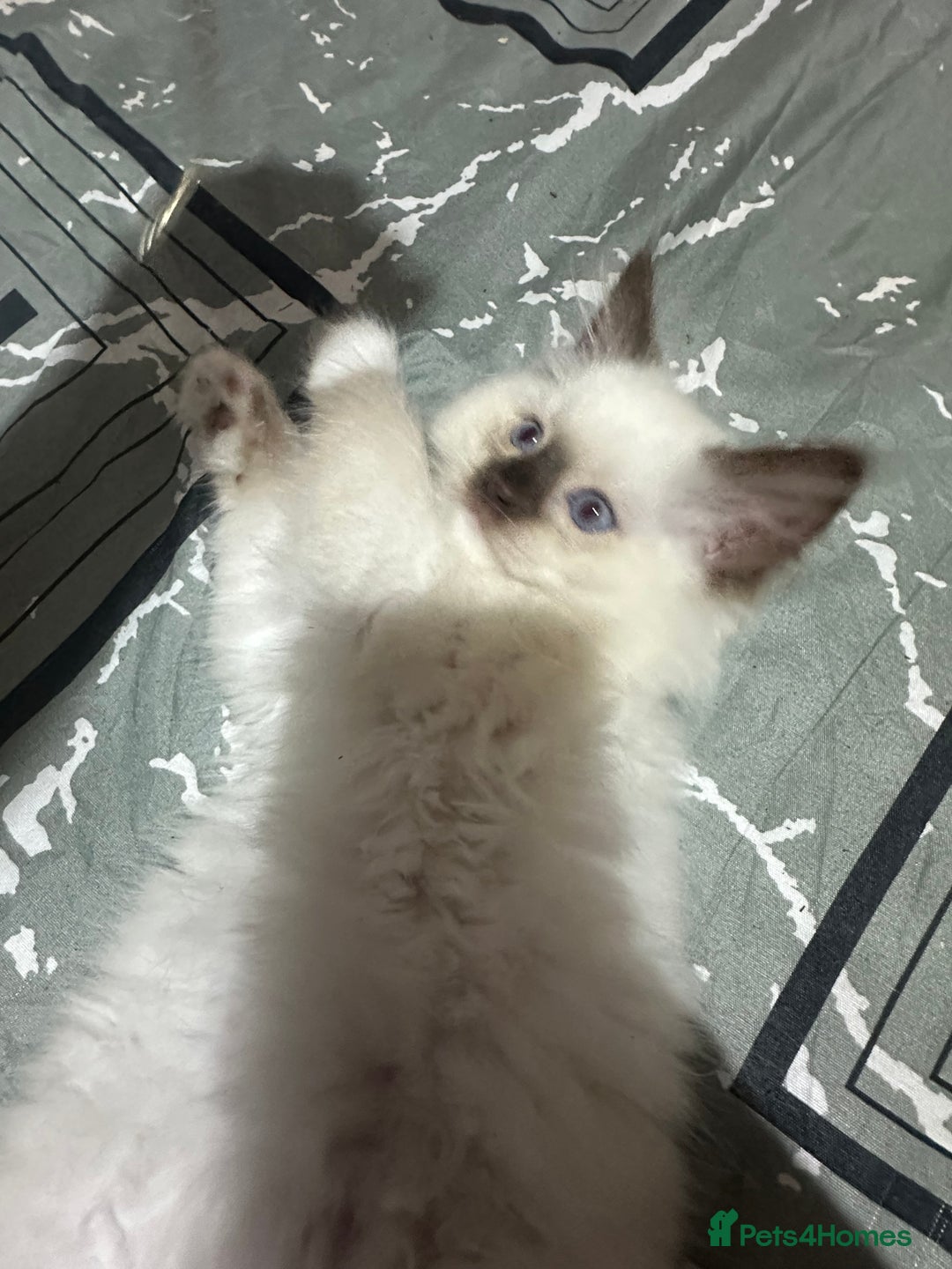 Ragdoll cats for sale: 1 beautiful blue eyed fluffy ragdoll left  - Image 11