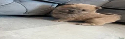 Chow Chow dogs for stud: Champion lines Cinnamon Chow Chow Stud 🦁 - Advert 5