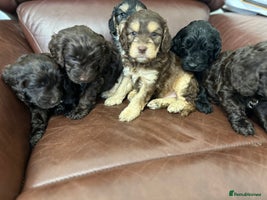 Cockapoo dogs - Advert 8