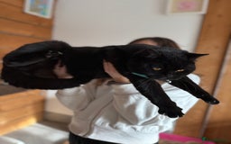 British Shorthair cats for sale: BSH GCCF Active Registered champion lines - Image 17