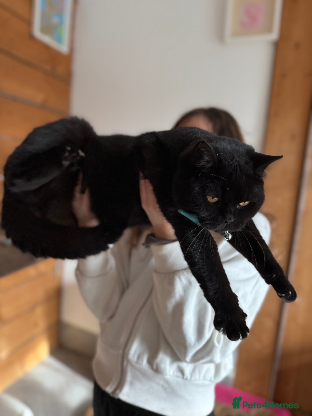 British Shorthair cats for sale: BSH GCCF Active Registered champion lines - Image 17