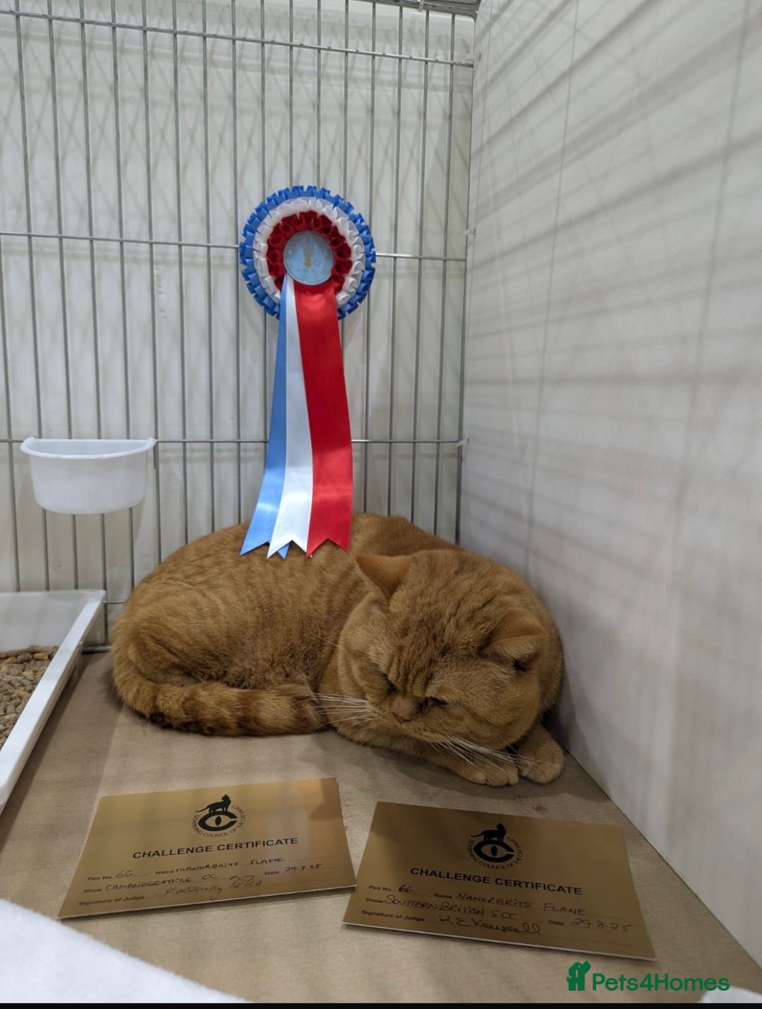 British Shorthair cats for sale: Active Gccf and Tica lilac tortie girl  - Advert 6