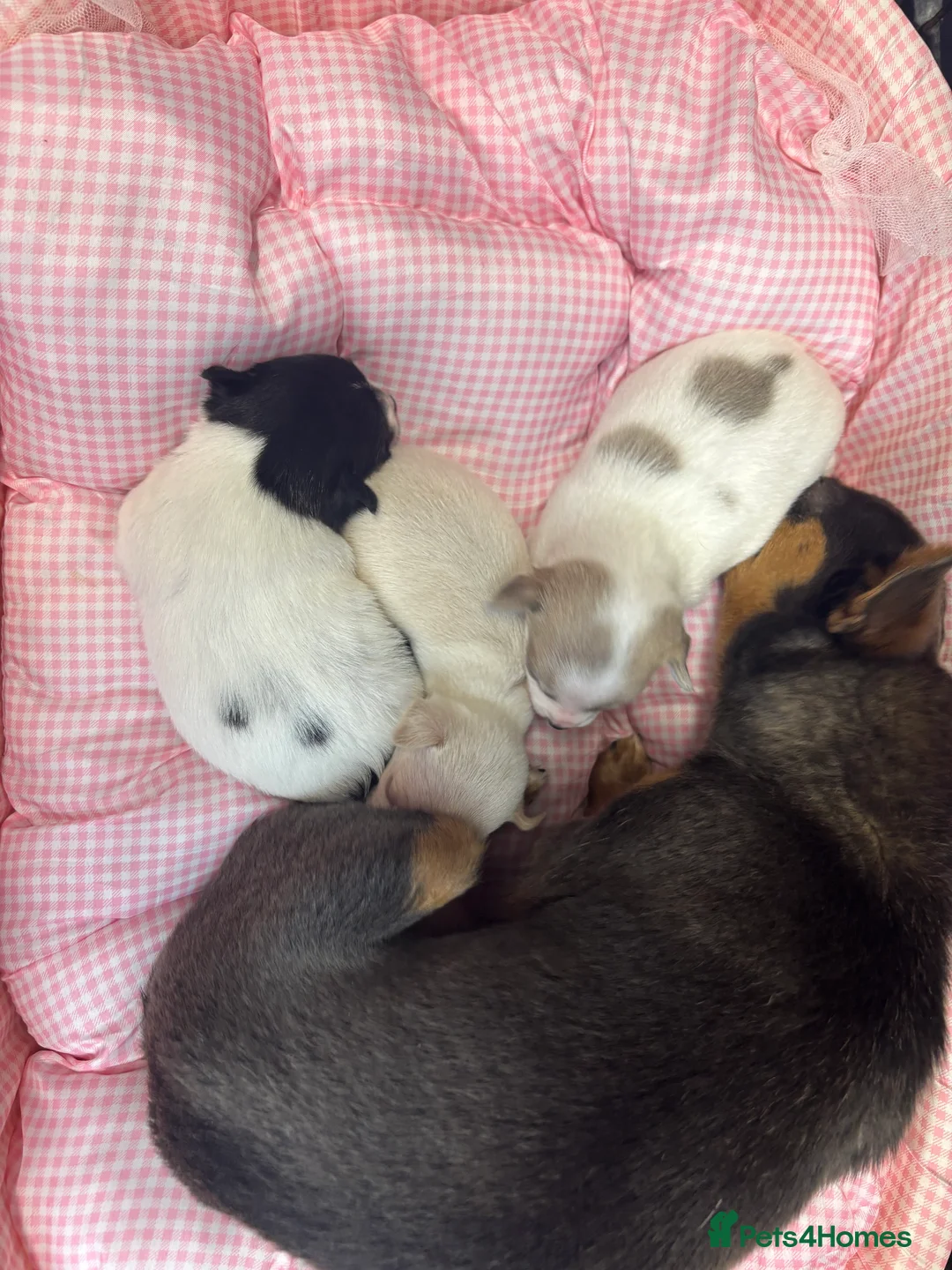 Chihuahua dogs for sale: Short hair, Chihuahuas - Advert 4
