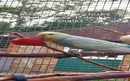 Budgerigars birds for sale: Baby Budgies In Warlingham (Ready 10th August) - Image 17