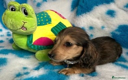 Miniature Dachshund dogs for sale: Beautiful mini long haired pups available  - Image 6
