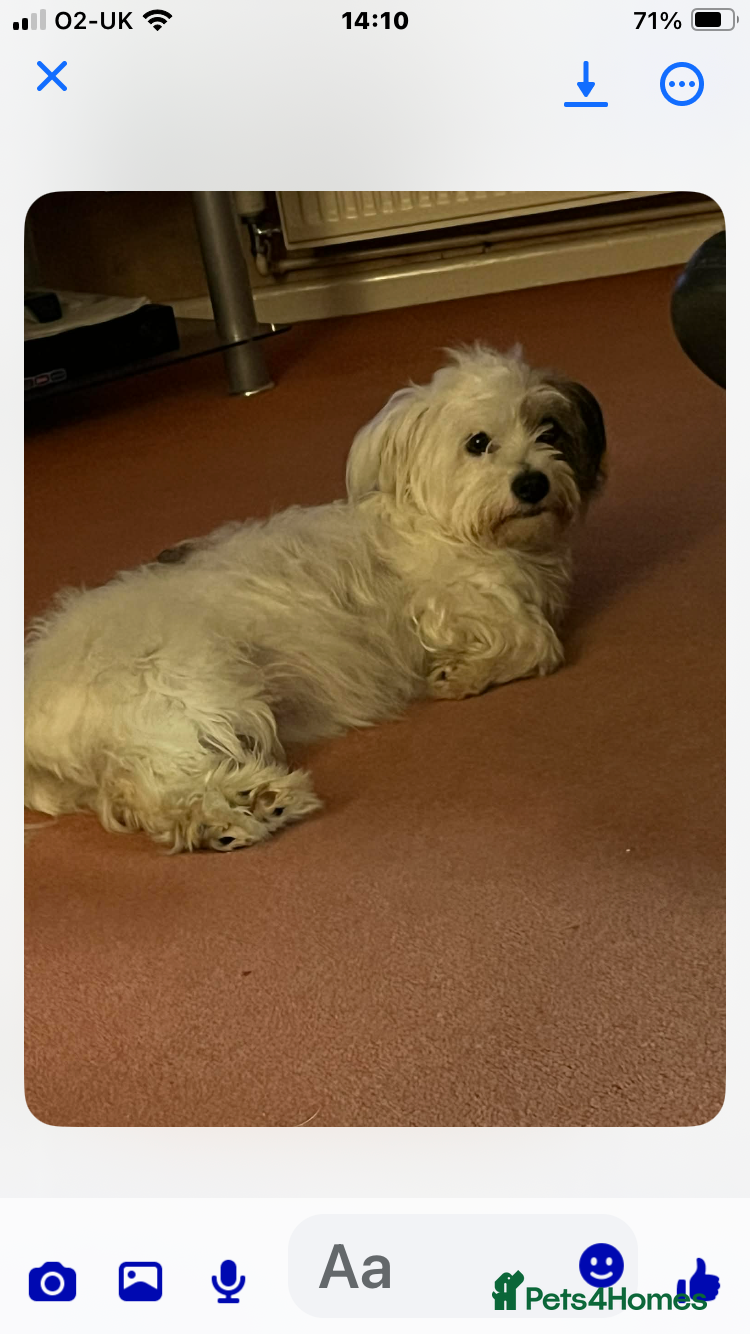 Mixed Breed dogs Bijon Cross Male Puppy - Advert 1