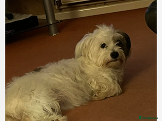 Mixed Breed dogs Bijon Cross Male Puppy - Advert 1