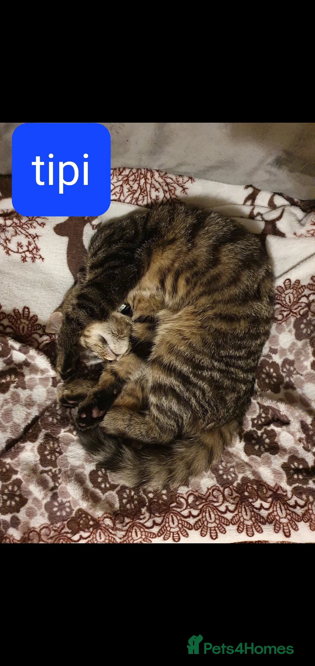 European cats for sale: For Sale tipi - Advert 1