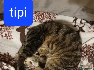 European cats For Sale tipi - Advert 1