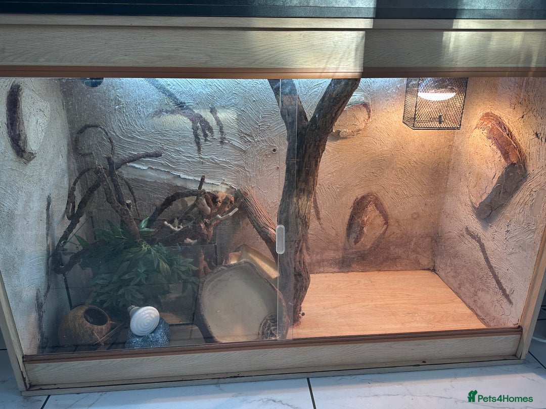 Lizard reptiles for sale: Reptile viviarium  - Image 2