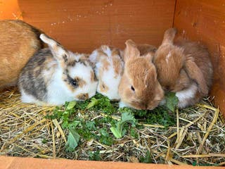 Mixed Breed rabbits *All Rabbits Pending Sale* - Advert 3
