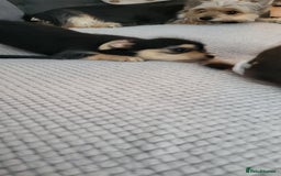 Mixed Breed dogs for sale: Jack russel cross pomeranian puppies  - Image 33