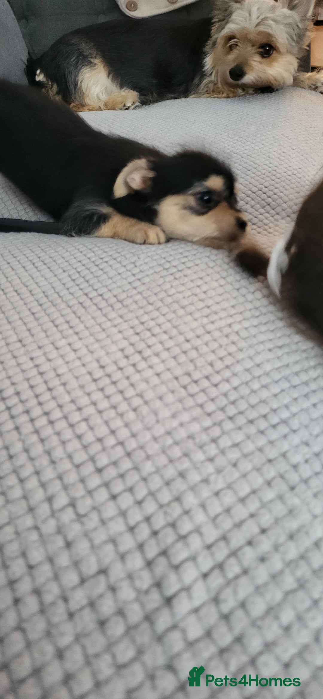 Mixed Breed dogs for sale: Jack russel cross pomeranian puppies  - Image 33