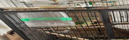Parakeets birds for sale: Alexandrine Parakeet  in Birmingham - Advert 4