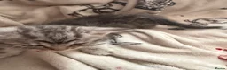Egyptian Mau cats for sale: beautiful egyptian Mau kittens  in Chelmsford - Advert 3