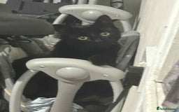 Mixed Breed cats for sale: Cobie , shadows and milo need their forever home  - Image 2
