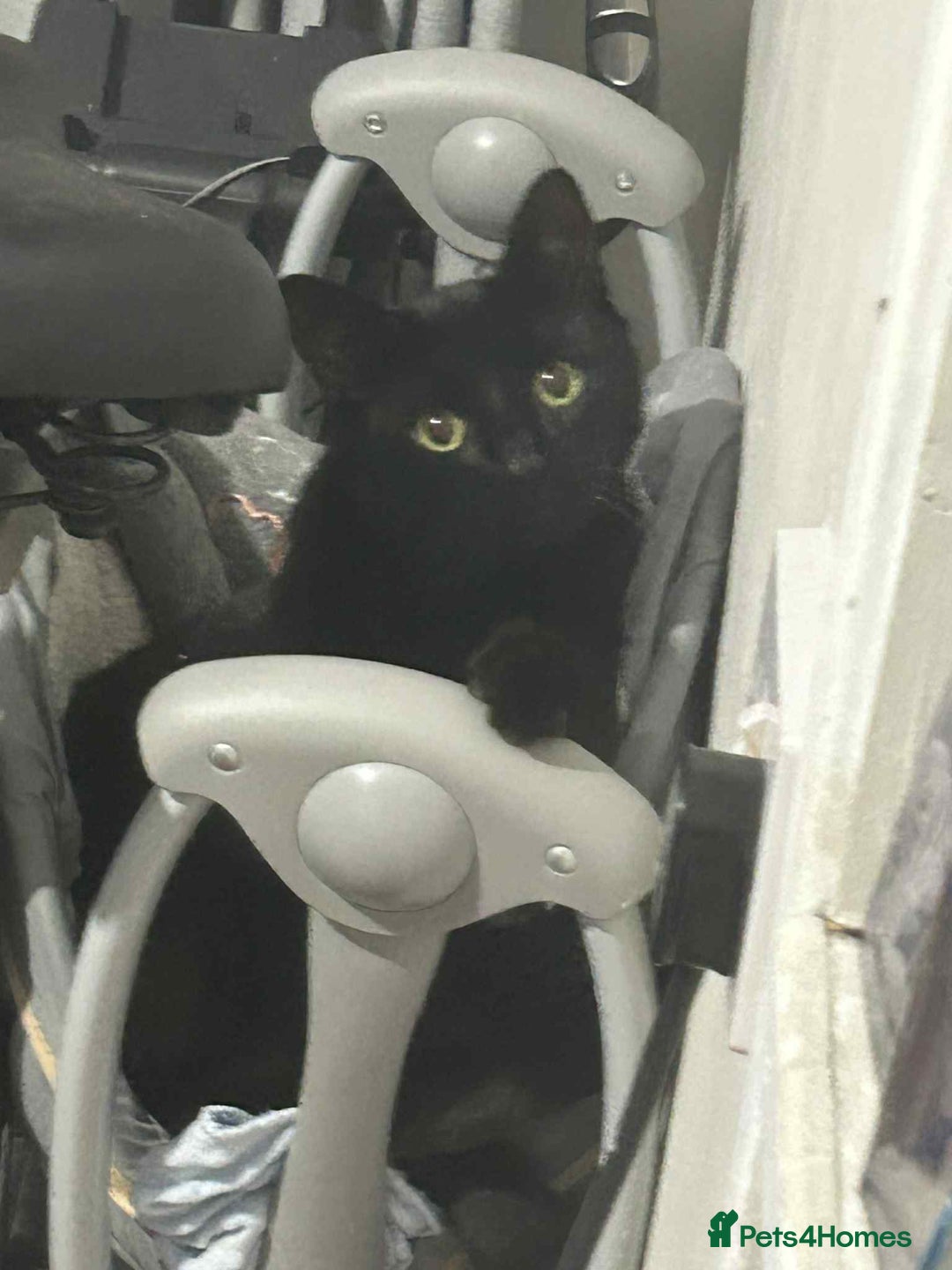 Mixed Breed cats for sale: Cobie , shadows and milo need their forever home  - Image 2