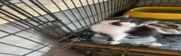 Mixed Breed cats for sale: Black and white female still available  - Advert 2