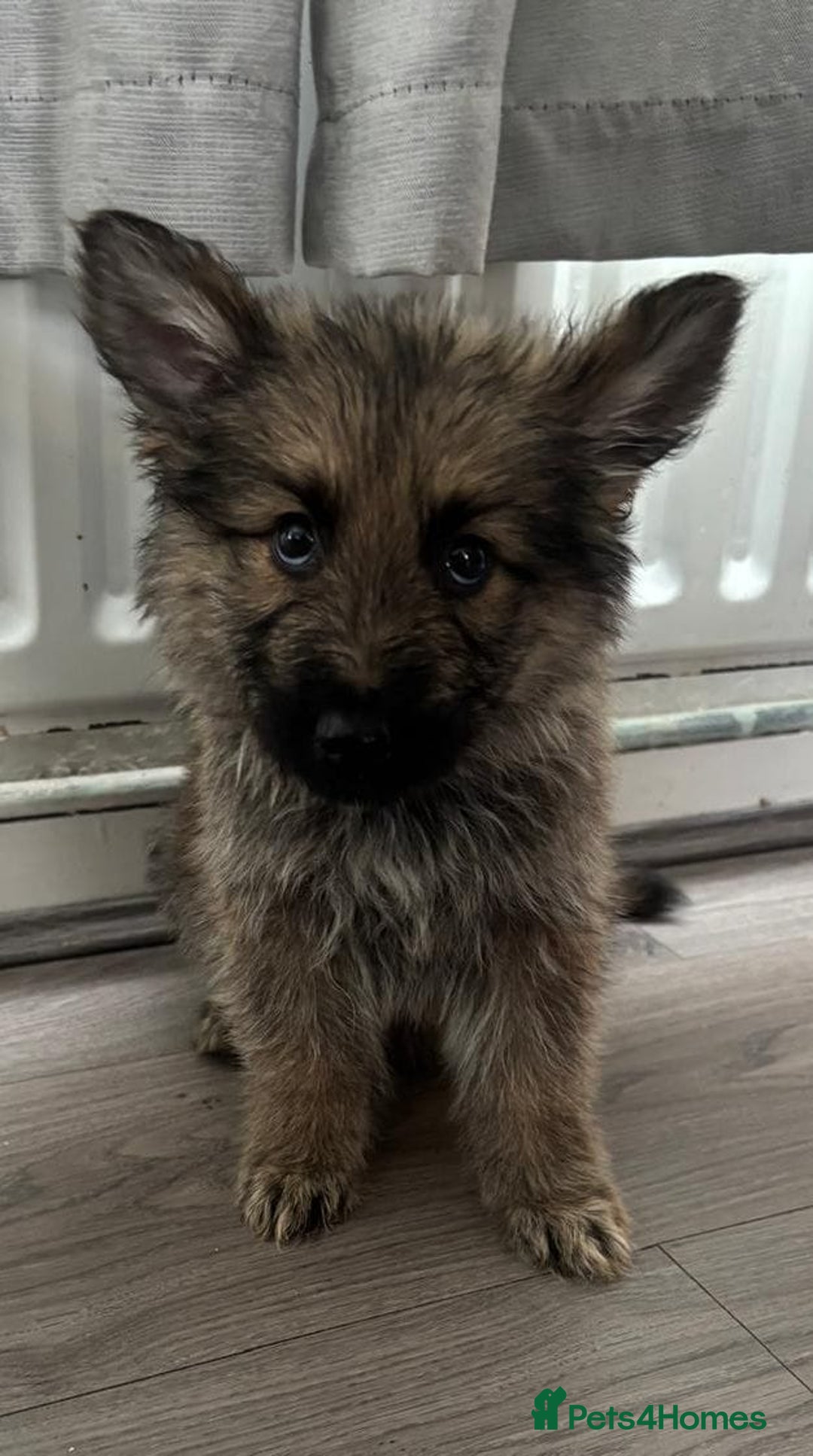 German Shepherd dogs for sale: German shepherd puppies - Image 8