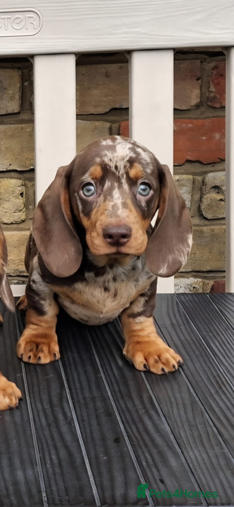 Miniature Dachshund dogs Miniature dachshunds - Advert 2