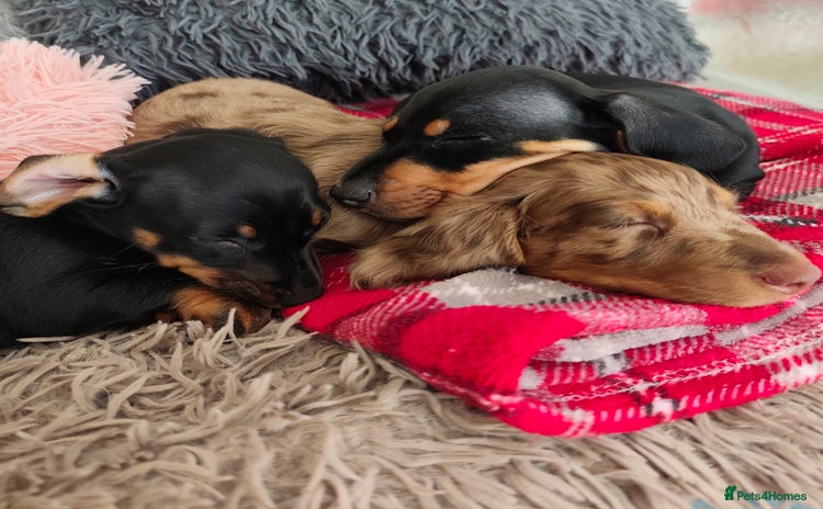 Dachshund dogs - Advert 4