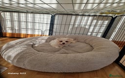Pomeranian dogs for stud: Bishon maltese  - Image 3