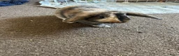 Mini Lop rabbits for sale: Female mini lop - Advert 2
