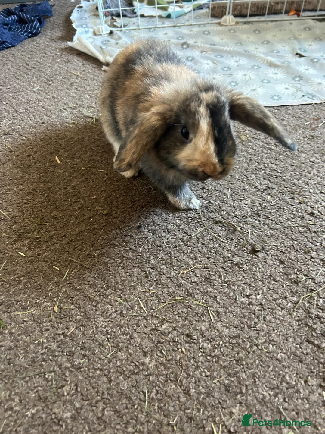 Mini Lop rabbits for sale: Female mini lop - Advert 2