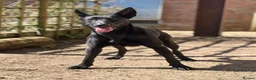 Belgian Shepherd Dog dogs for sale: Large Mali pup for an experienced home  - Advert 4